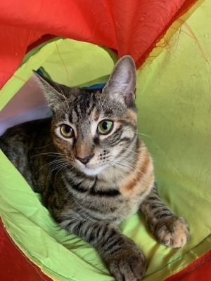 Munchkin, Young Female unknown