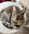 Munchkin photo 2