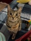 Munchkin photo 3