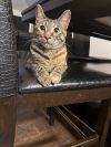Munchkin photo 5