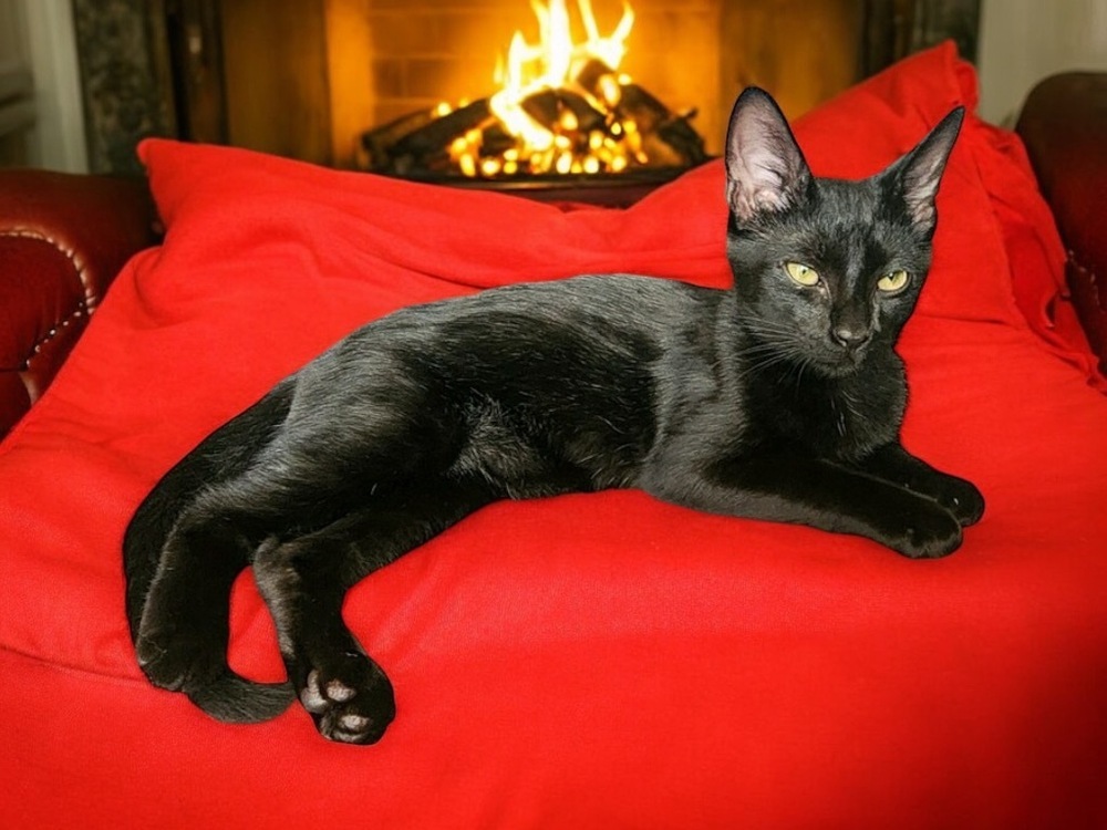 Vinnie