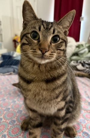 Macaroon, Young Male unknown