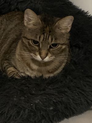 TabbyCat, Adult Female unknown