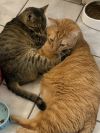 TabbyCat photo 2