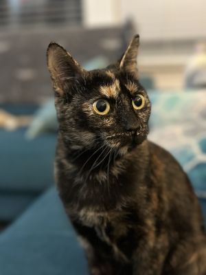 Pumpkin G, Adult Female unknown