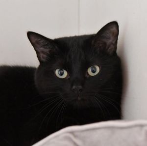 Kiki, Young Female unknown