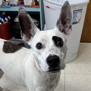 Suge, Adult Female Mixed Breed