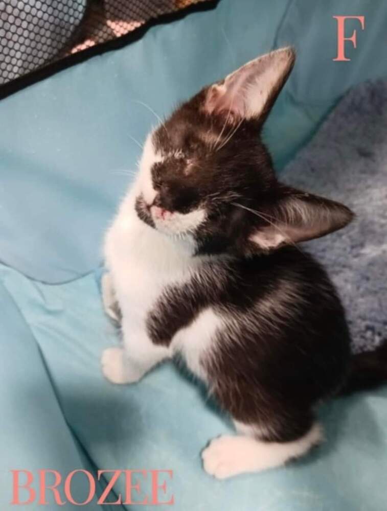 Cat for adoption Brozee, a Domestic Short Hair Mix in Mooresville, NC