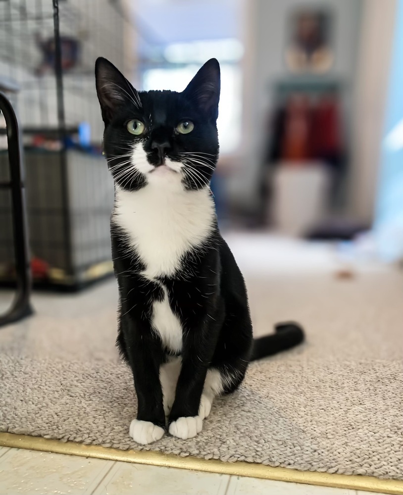 Cat for adoption Obsidian, a Domestic Short Hair Mix in Mooresville