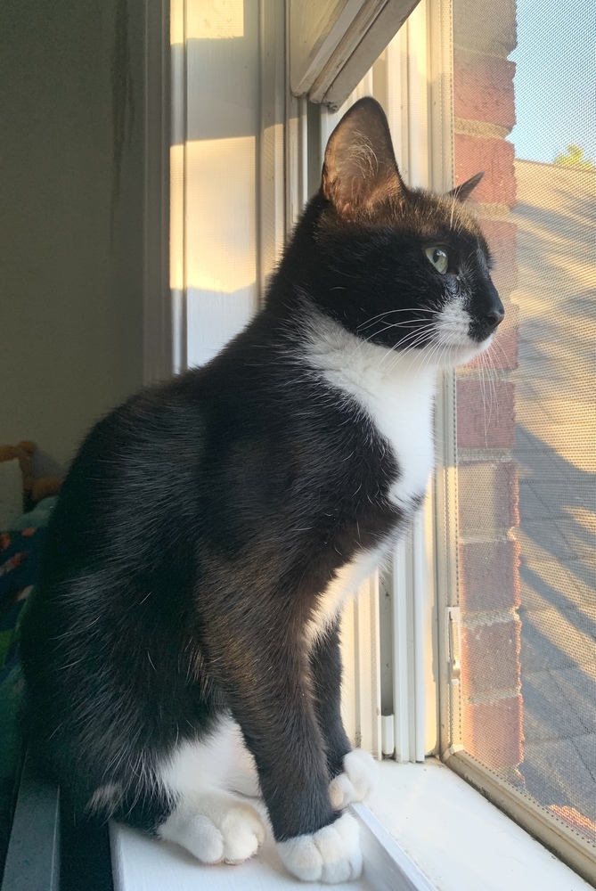 Cat for adoption Obsidian, a Domestic Short Hair Mix in Mooresville