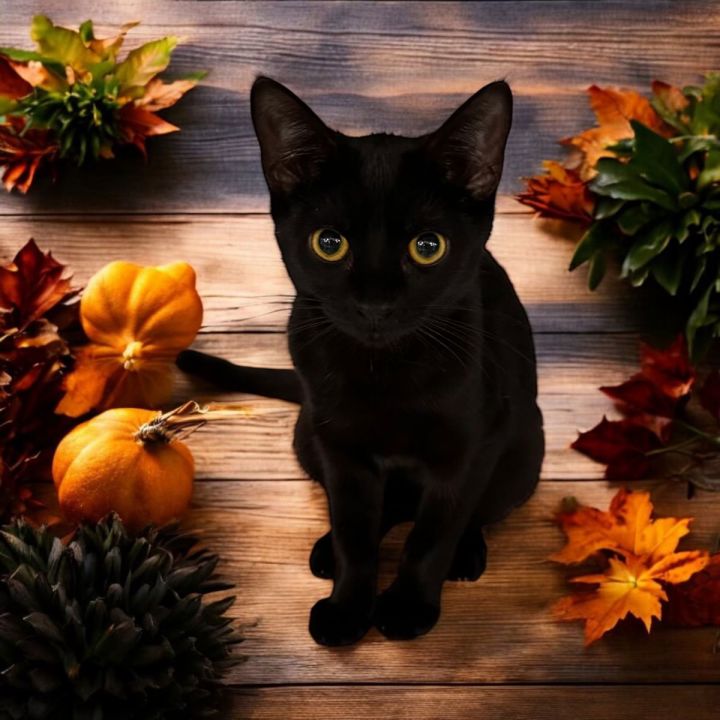 Cat for adoption Electra, a Domestic Short Hair Mix in Walled Lake