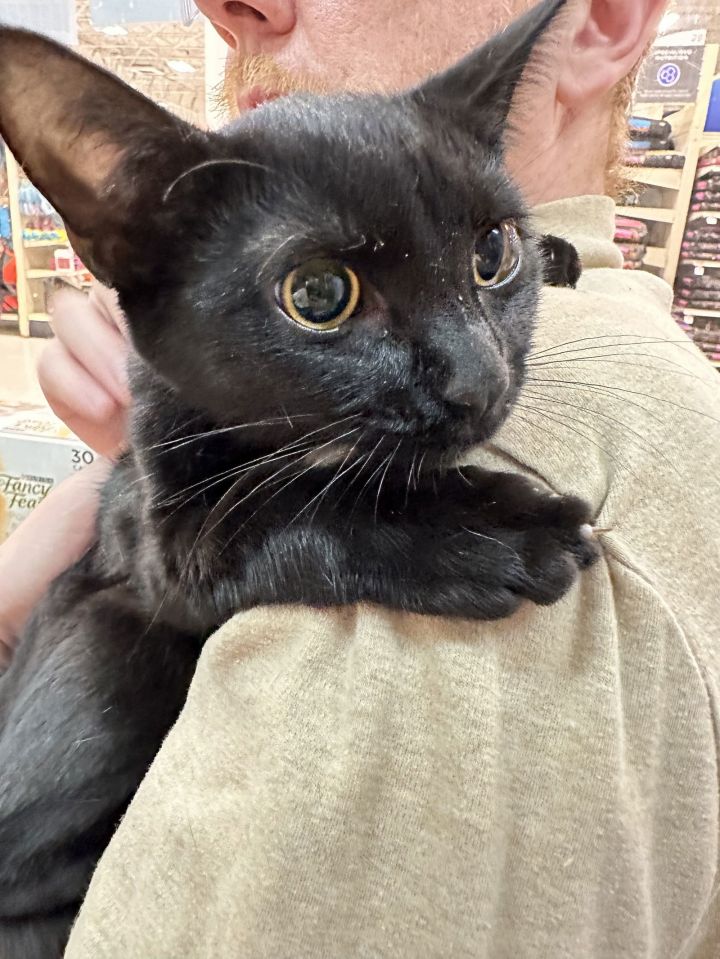 Cat for adoption Electra, a Domestic Short Hair Mix in Walled Lake