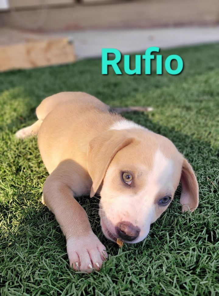 Rufio 3