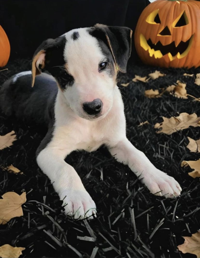 Dog for adoption Nibs, a Hound & Terrier Mix in West Des Moines, IA Petfinder