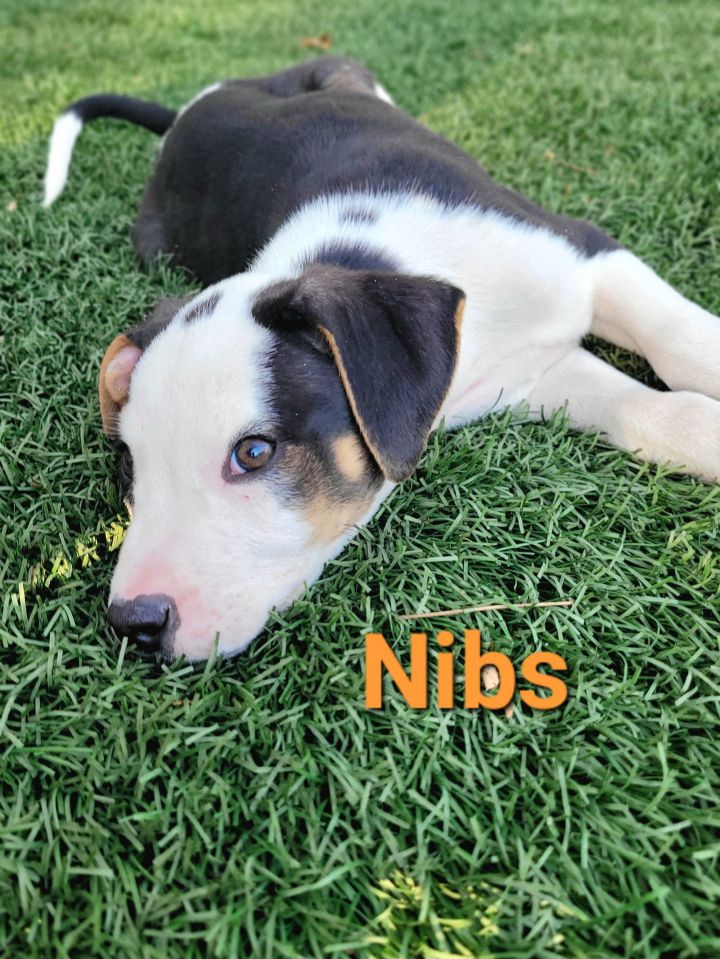 Dog for adoption Nibs, a Hound & Terrier Mix in West Des Moines, IA Petfinder