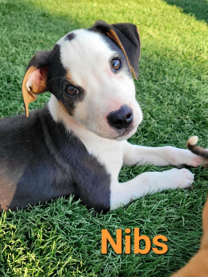 Dog for adoption Nibs, a Hound & Terrier Mix in West Des Moines, IA Petfinder