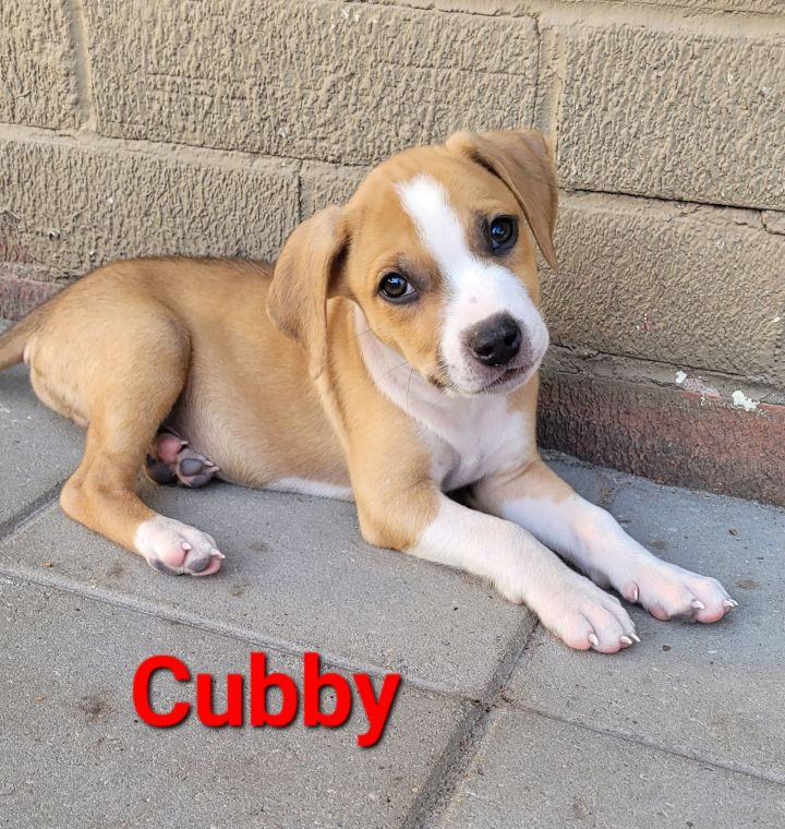 Cubby 2