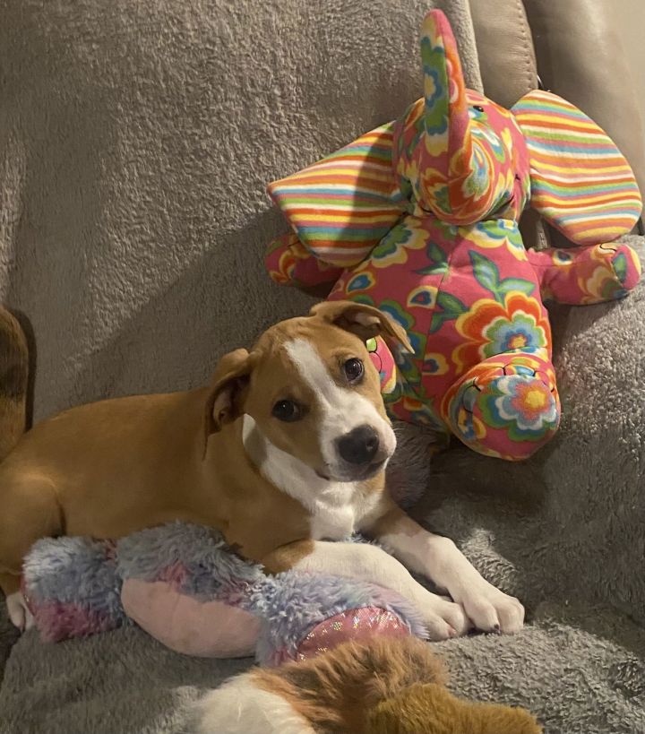 Dog for adoption Cubby, a Hound & Terrier Mix in West Des Moines, IA Petfinder