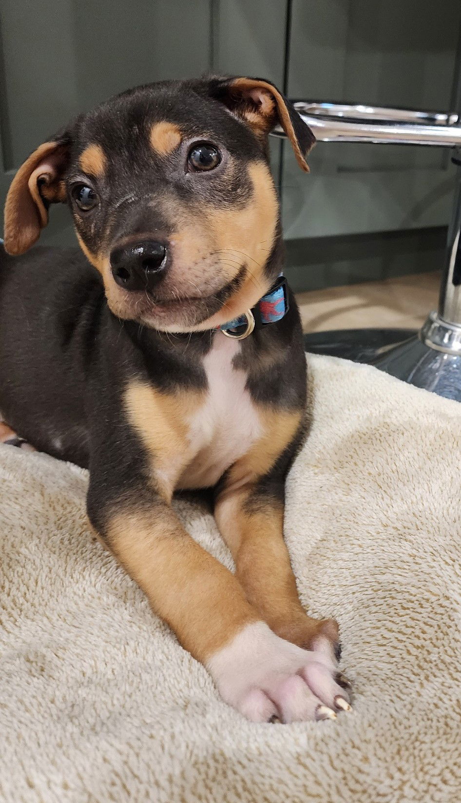 Dog for adoption Wendy, a Hound & Terrier Mix in West Des Moines, IA Petfinder