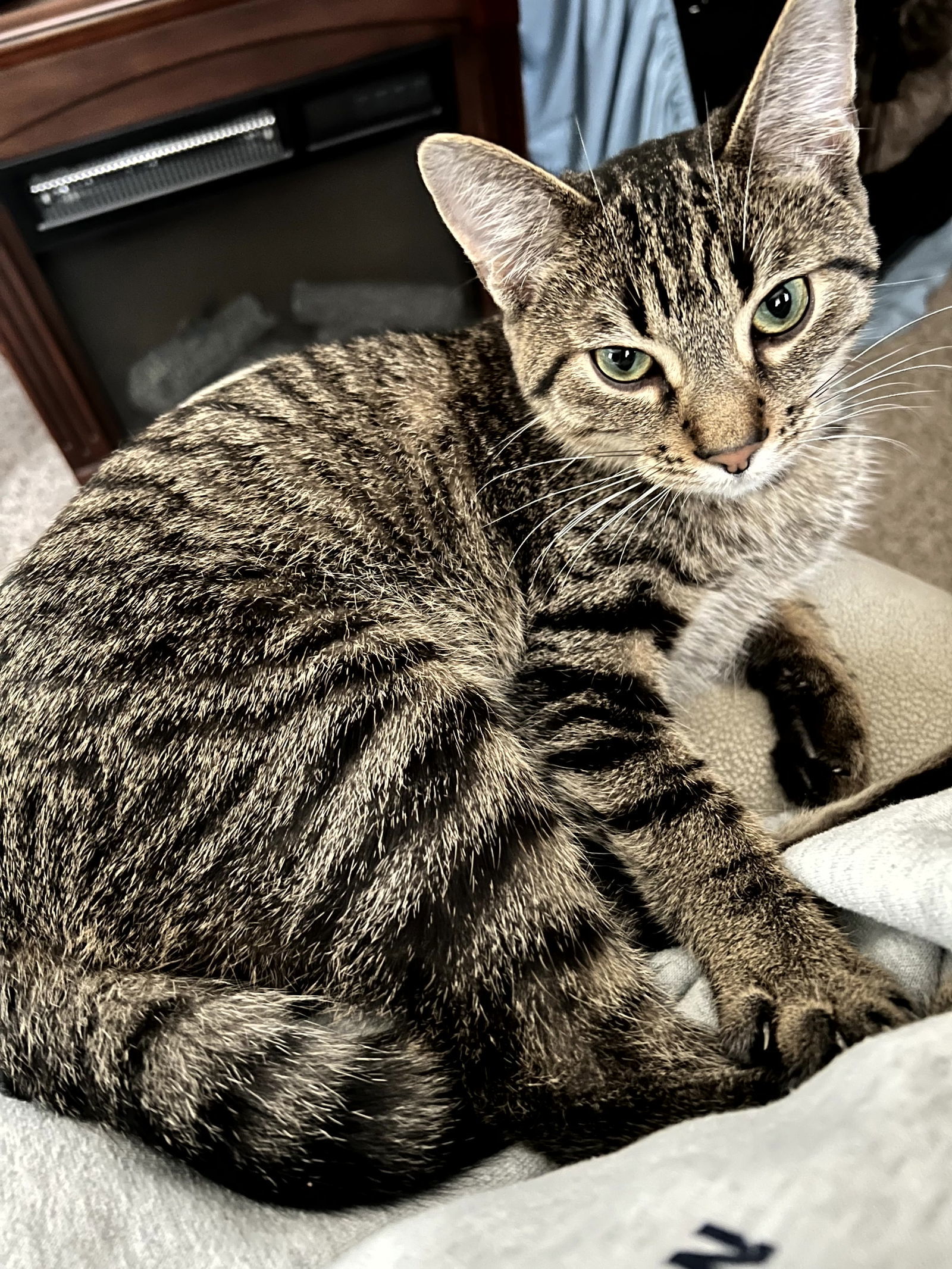 Charlie, an adoptable Tabby, Domestic Short Hair in Traverse City, MI, 49686 | Photo Image 1