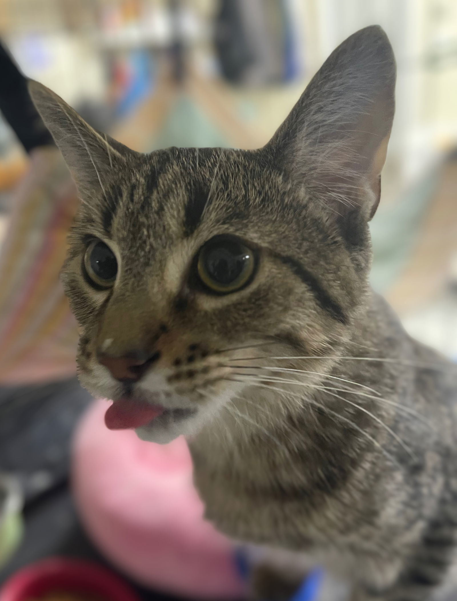 Charlie, an adoptable Tabby, Domestic Short Hair in Traverse City, MI, 49686 | Photo Image 2