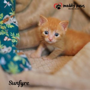 House of Kitten Litter: Sunfyre