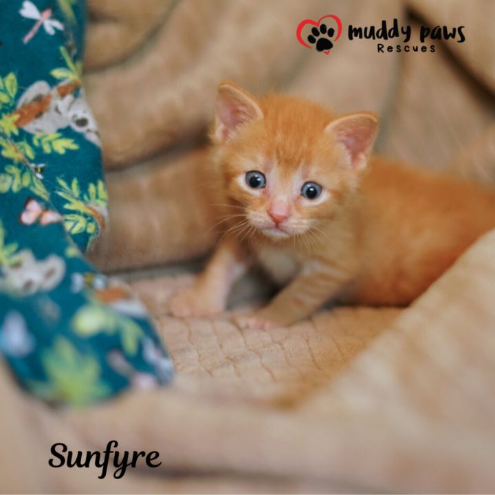 House of Kitten Litter: Sunfyre 1