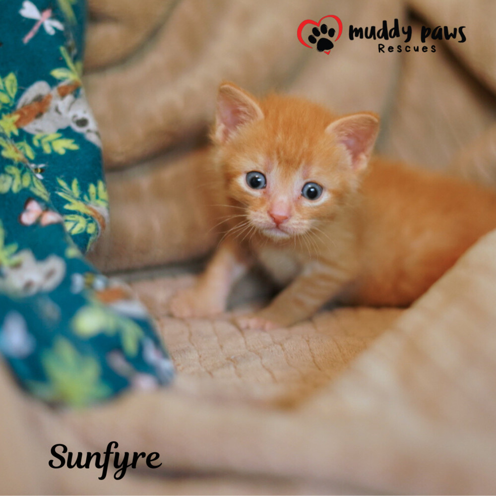 House of Kitten Litter: Sunfyre