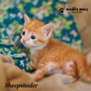 House of Kitten - Sheepstealer