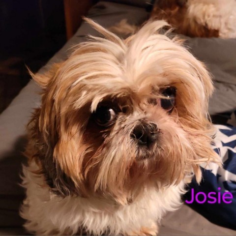 josie 1