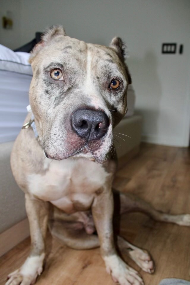 Merle american bulldog sale