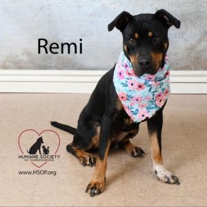 Remi