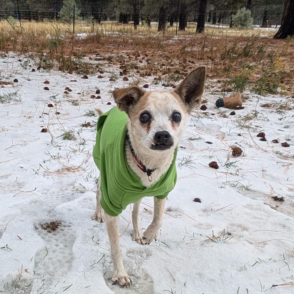 Margot - Sweet small senior who loves dogs and people! $0 ADOPTION SPECIAL!, an adoptable Chihuahua in Flagstaff, AZ, 86004 | Photo Image 2