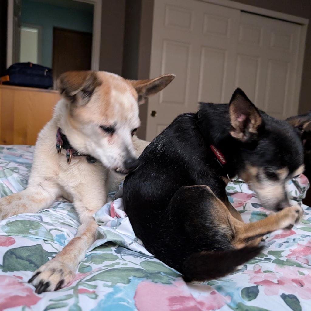 Margot - Sweet small senior who loves dogs and people! $0 ADOPTION SPECIAL!, an adoptable Chihuahua in Flagstaff, AZ, 86004 | Photo Image 6