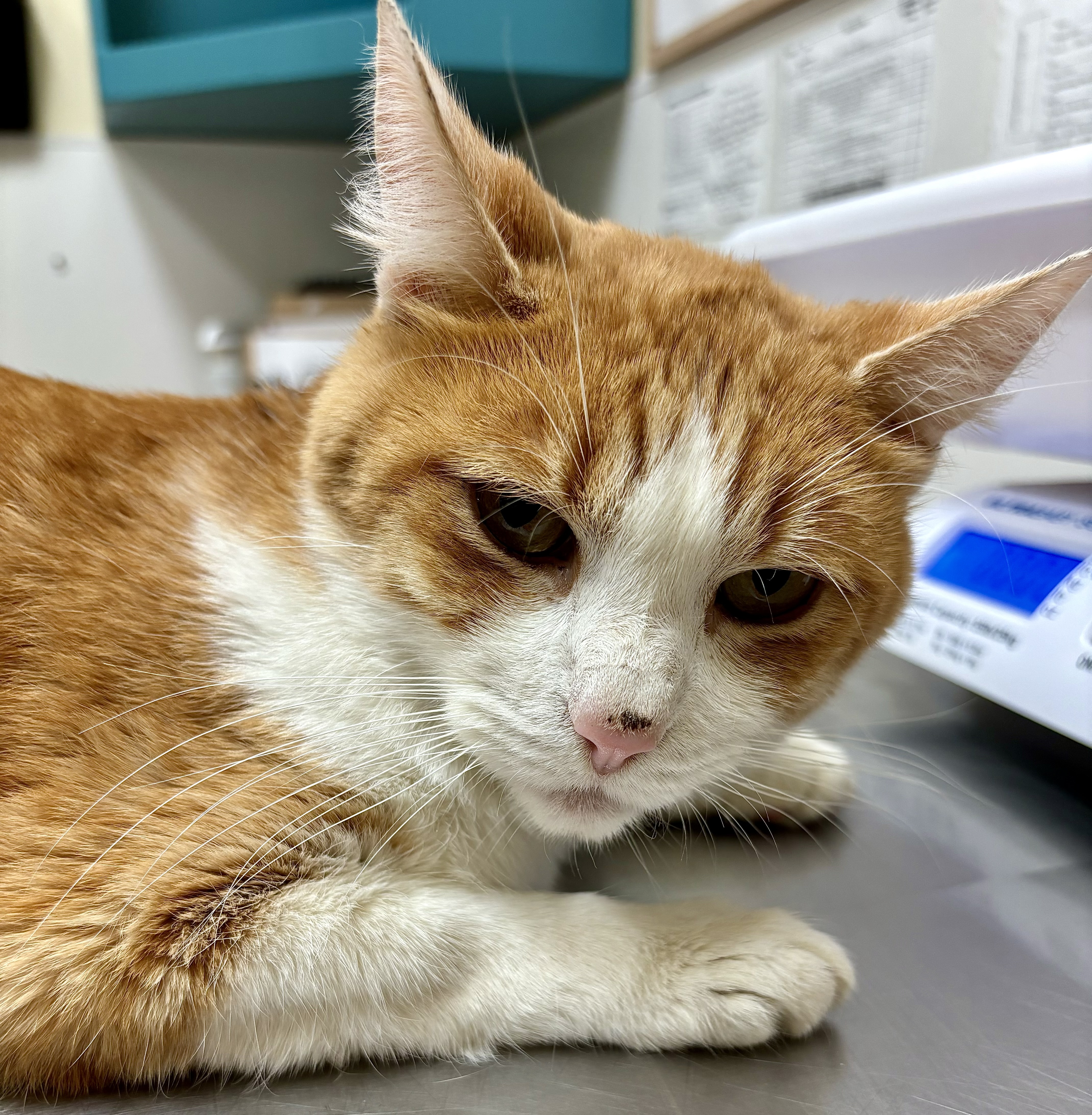 Stanley, an adoptable Domestic Short Hair in Pendleton, OR, 97801 | Photo Image 1