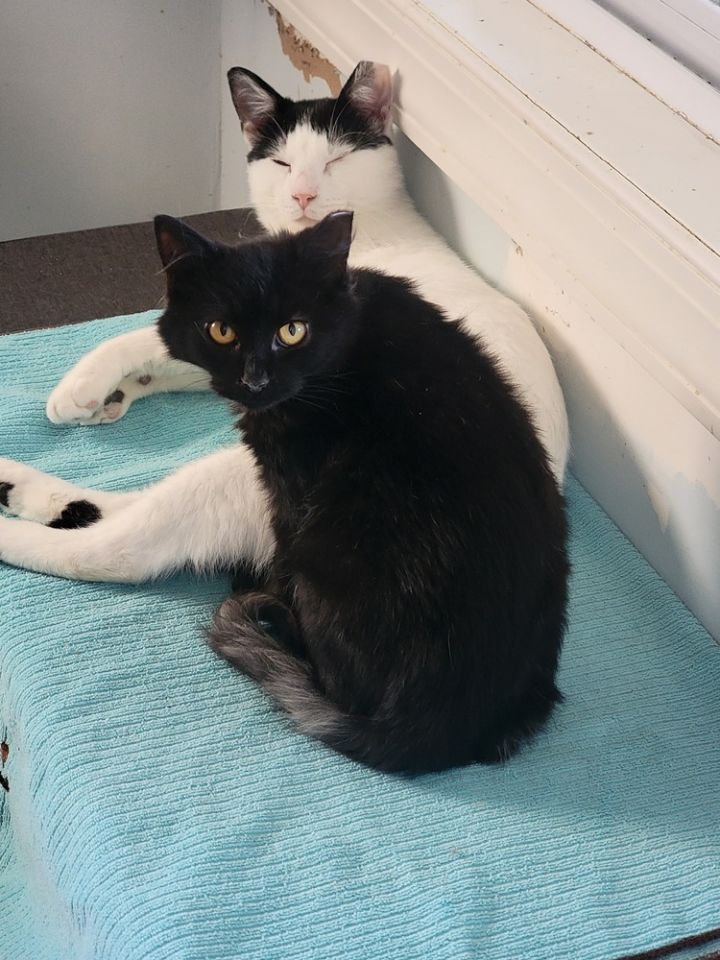 Cat for adoption Tilly, a Domestic Short Hair in Lewisburg, TN