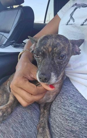 You can fill out an adoption application online on our official websiteMable TX is a female chihu