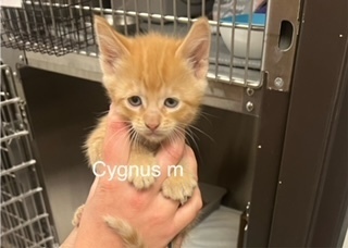 Cygnus, an adoptable Domestic Short Hair in Bend, OR, 97701 | Photo Image 1