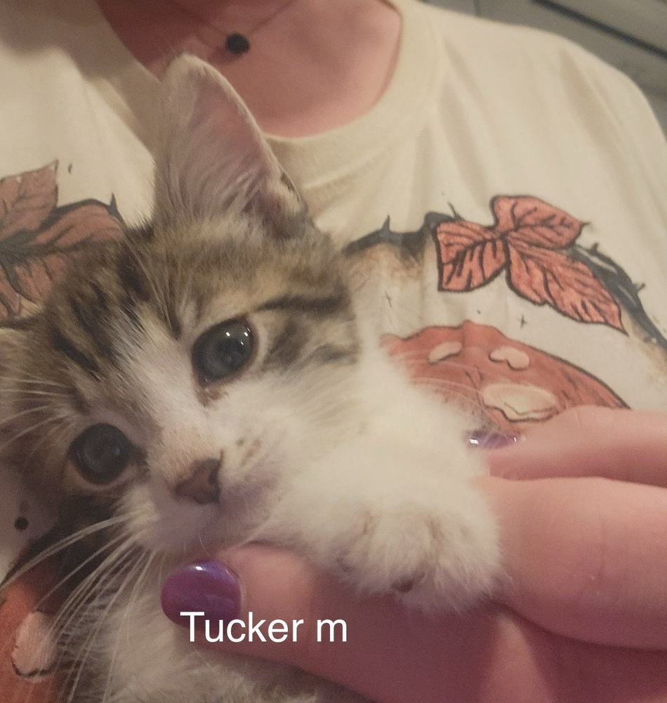 Tucker, an adoptable Domestic Short Hair in Bend, OR, 97701 | Photo Image 1