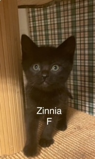 zinnia, an adoptable Domestic Short Hair in Bend, OR, 97701 | Photo Image 1