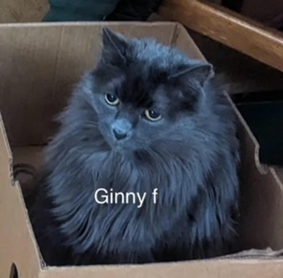 Ginny, an adoptable Domestic Long Hair in Bend, OR, 97701 | Photo Image 1