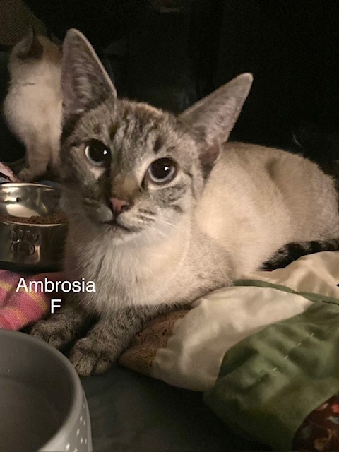 Ambrosia, an adoptable Domestic Short Hair in Bend, OR, 97701 | Photo Image 1