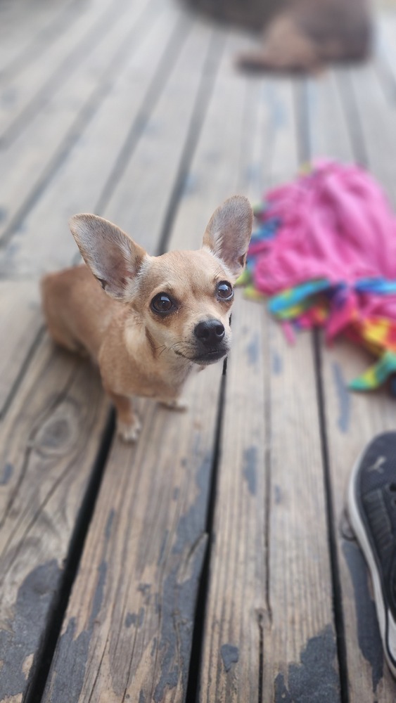 Cricket, an adoptable Chihuahua in Bend, OR, 97701 | Photo Image 1