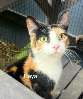 Reya, an adoptable Domestic Short Hair in Bend, OR, 97701 | Photo Image 1