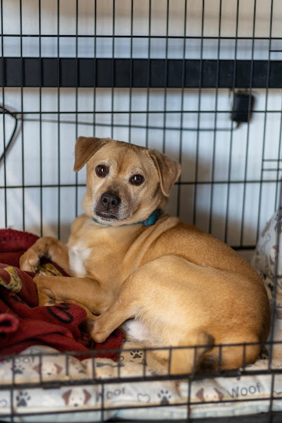 Sarge, an adoptable Chihuahua, Pug in Bend, OR, 97701 | Photo Image 1