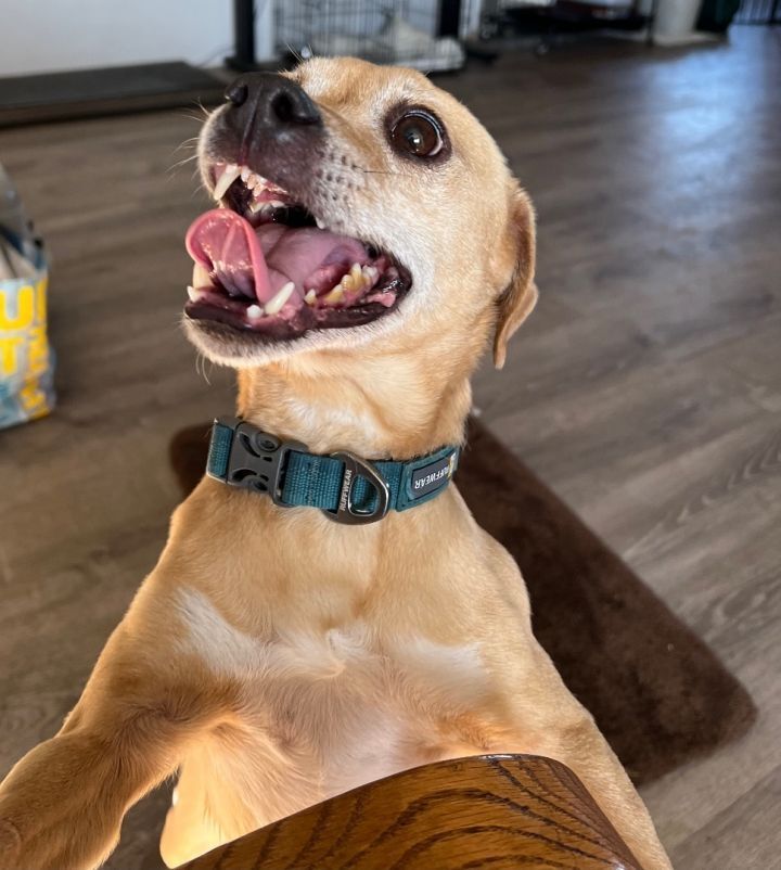 Sarge, an adoptable Chihuahua, Pug in Bend, OR, 97701 | Photo Image 3