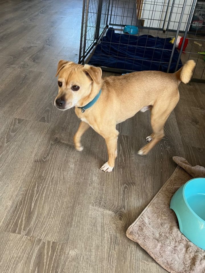 Sarge, an adoptable Chihuahua, Pug in Bend, OR, 97701 | Photo Image 4