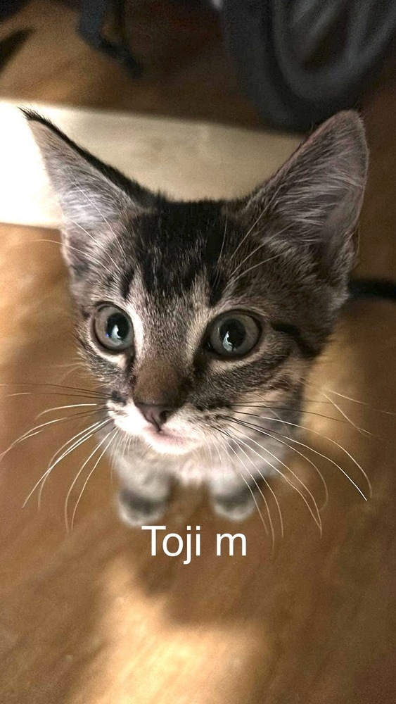 Toji, an adoptable Domestic Short Hair in Bend, OR, 97701 | Photo Image 1