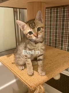 Basil, an adoptable Domestic Short Hair in Bend, OR, 97701 | Photo Image 1