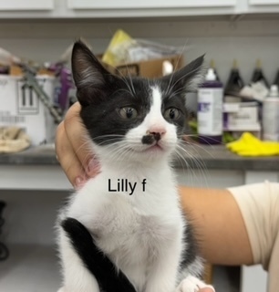 Lilly, an adoptable Domestic Short Hair in Bend, OR, 97701 | Photo Image 1